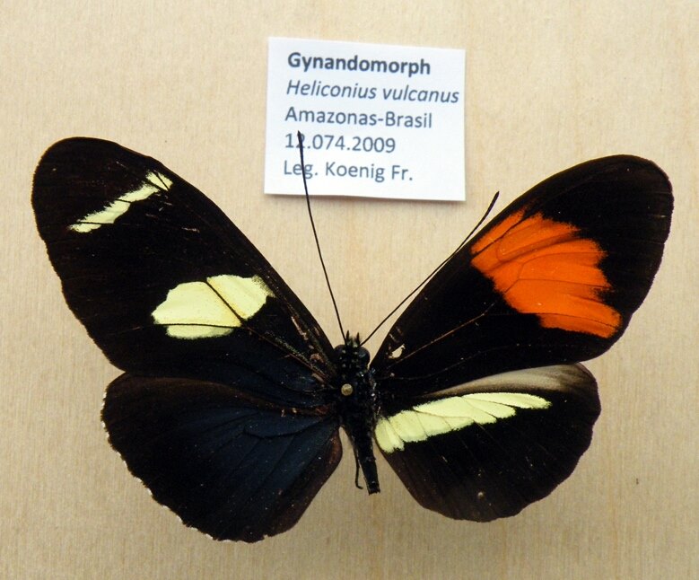 Heliconius vulcanus gynandromorph (Internet Image property of respective owner, non-commercial use only)